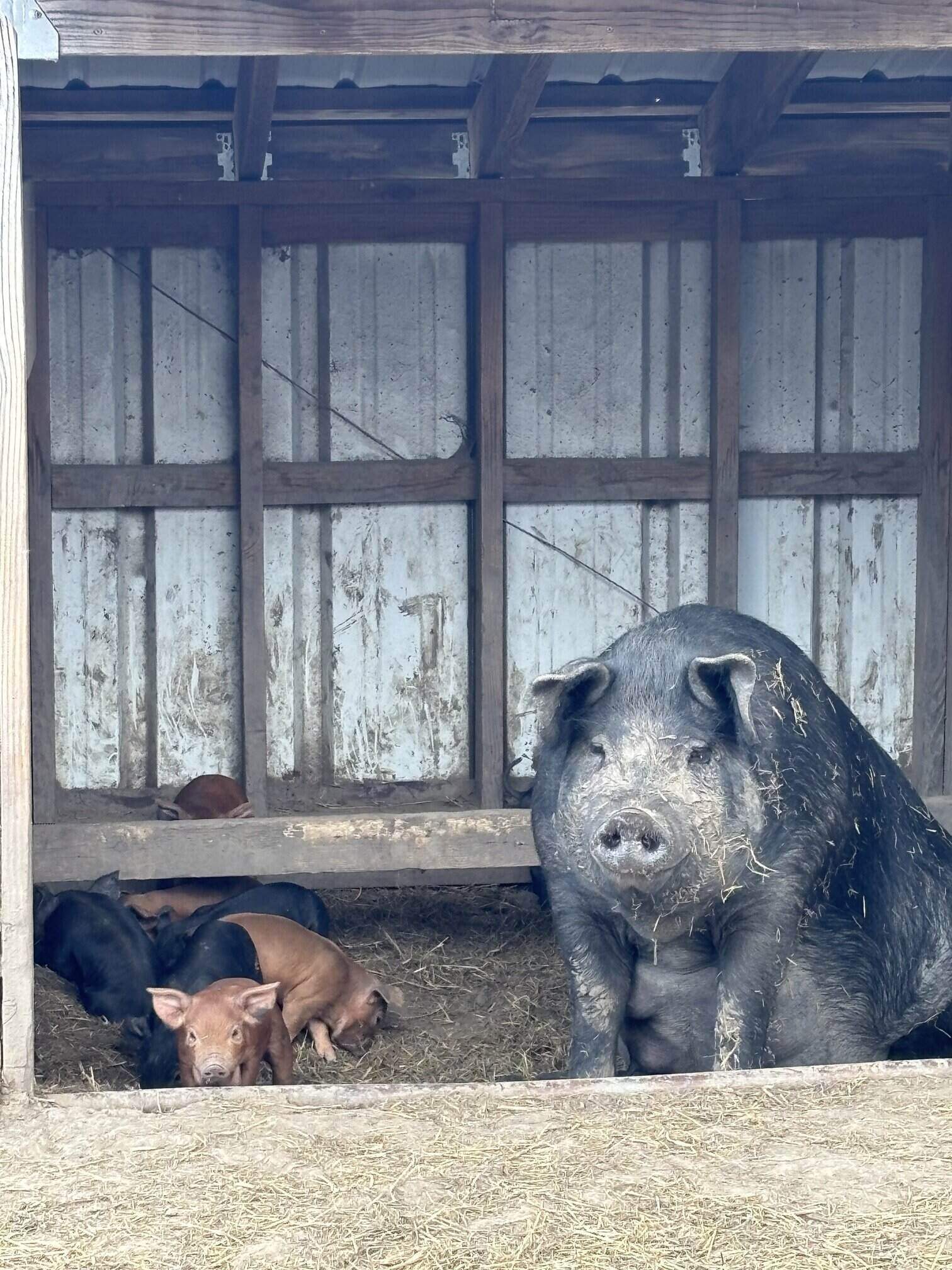 Jasper and piglets in farrow hut.jpg
