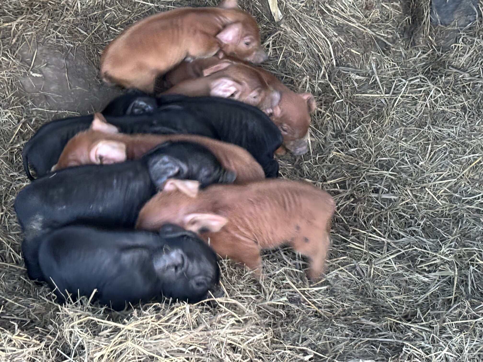 Piglets in Straw.jpg