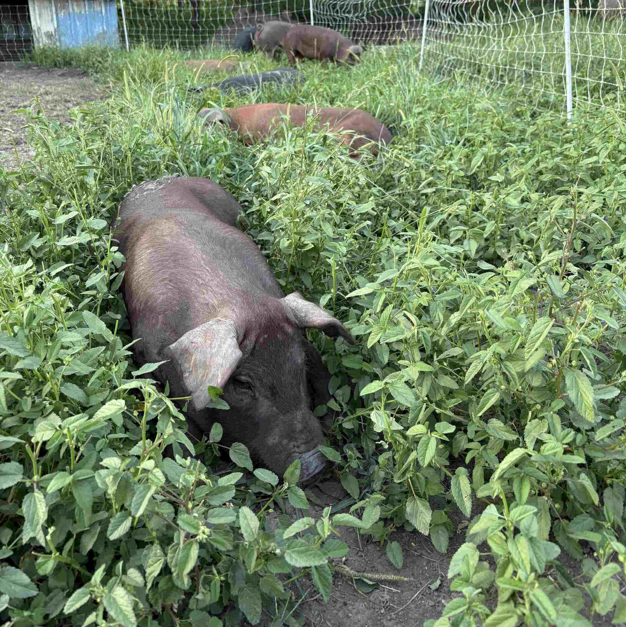Pasture1.jpg